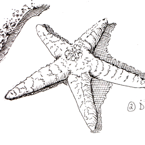 20241002 Starfish (2-Discover).png