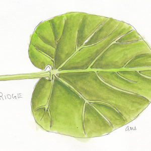 20241019Sk8 Leaf (Inktober Ridge).png