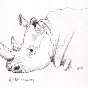 20241021Sk8 Rhinoceros (Inktober 21-Rhinoceros).png