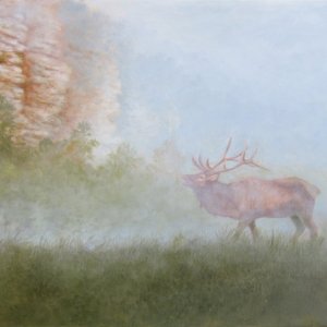 boxley elk.jpg