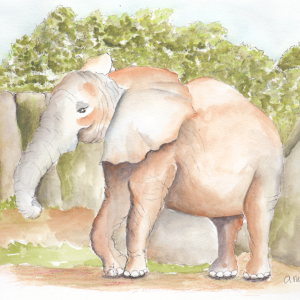 20241121Sk8 Elephant (Oct Animal - CS).png