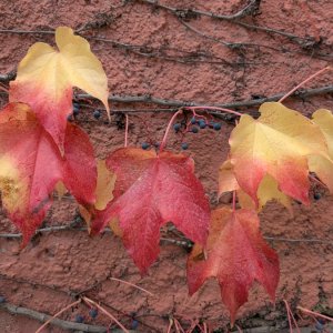 autumn-leaves.jpg