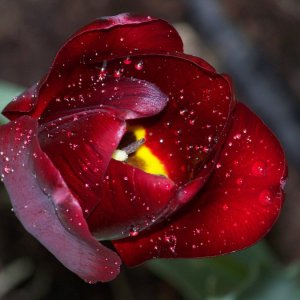 bloom-black-tulip-home.jpg