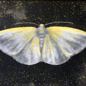 space-moth 2 copy.jpg