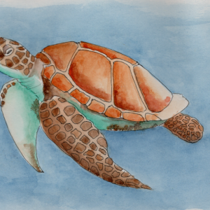 20250116Sk8 Sea Turtle (Animal Wildlife Challenge).png