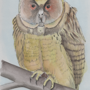 20250215Sk9 Owl (WDE).png