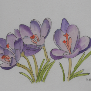 20250222Sk9 Spring Crocuses (WDE 2-21-25).png