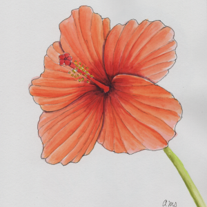 20250220Sk9 Orange Hibiscus (PP).png