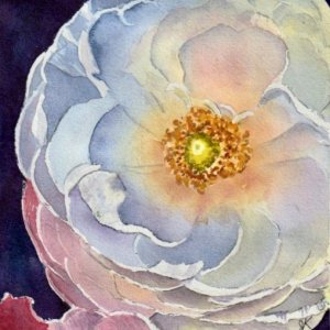 Ranunculus.jpeg