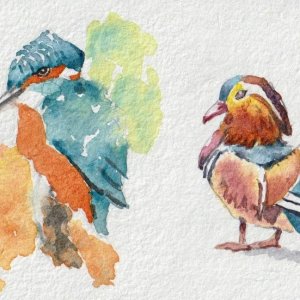 Birds.jpeg