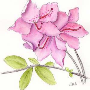 20250509 Azalea Blossom (ams).png