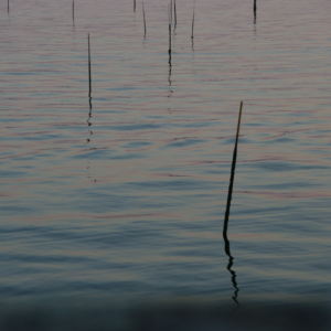 IMGP0560-sm.png