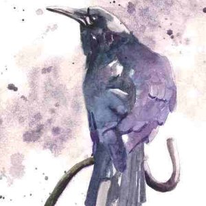 Proud Crow.jpg