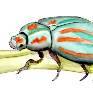 20250620Sk10 Beetle (WDE).png