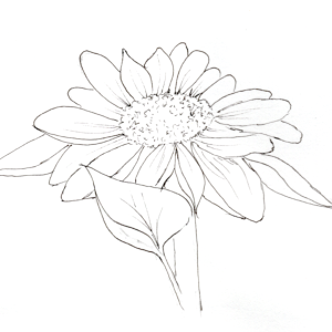 20250627Sk10 Sunflower-ink (WDE).png