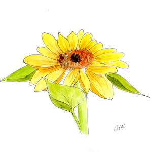 20250627Sk10 Sunflower-Color (WDE).png