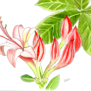 20250707Sm Azalea Buds (WDE).png