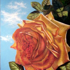 rosedone2.jpg