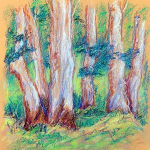 Quarry Park Eucalyptus trunks July 2025.jpg