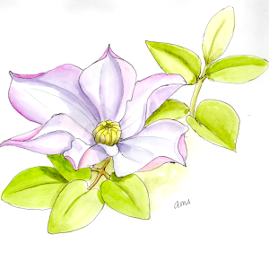 20250727Sk10  clematis 2.png