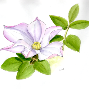 20250727Sk10  clematis 2.png