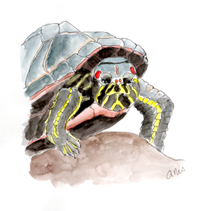 20250730Sk10 Red Eyed Turtle (WDE).png