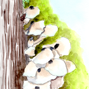 20250802Sk10 Mushrooms (WDE).png