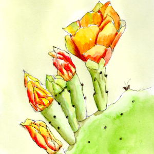 20250803 Cactus Blooms (WDE).png