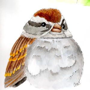 20250806Sk10 Sparrow (WDE).png