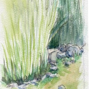 portola vineyards pond watercolor 2019.jpg