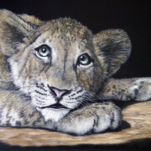 notlionfinis.jpg
