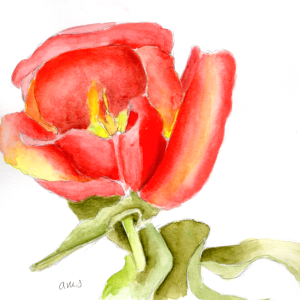 20250818Sk10 Tulip (PP).png