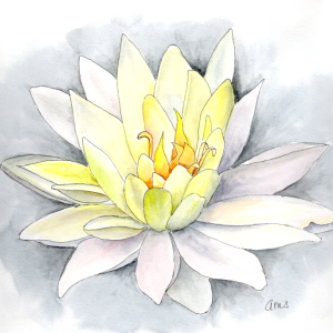 20250904Sk10 Waterlily (WDE).png