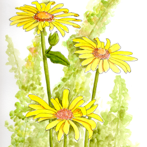 20250909Sk10 Yellow Daisies (WDE).png