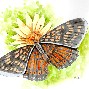 20250925Sk10 Butterfly on Yellow Flower (PP).png