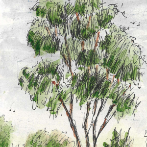 Quick sketch of a tree.png