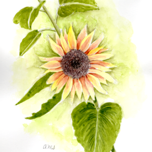 20250929Sk10 Sunflower (WDE).png