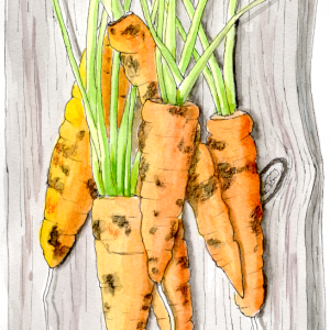 20251008Sk10 Carrots on a Board (WDE).png