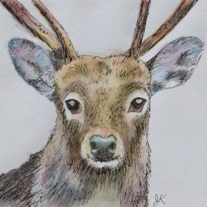Deer.jpeg