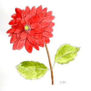 20251013Sk10 Dahlia (WDE).png