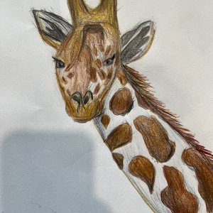 giraffe1.JPEG