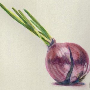 Onion.jpeg