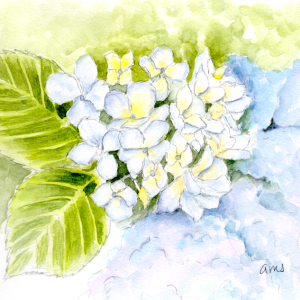 20251029Sk10 Hydrangea (PP).png