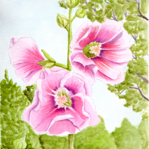 20251108 Hollyhock (PP, 8x10 sheet).png
