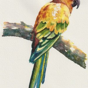 Sun Conure.jpeg