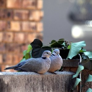 cape_turtle_doves_dsc_0371_by_brianvds_ddfa6v4.jpg
