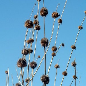 leonotis_seed_heads_by_brianvds_dcq2prp.jpg