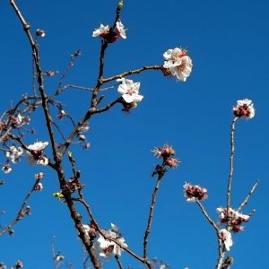 peach_blossoms_by_brianvds_dbja5ue.jpg