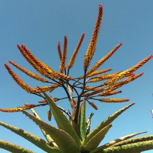 2020 Aloe against the sky.jpg