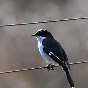 2020 Fiscal flycathcer DSC_0850.JPG